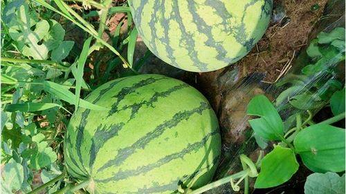 吃瓜网免费官网入口