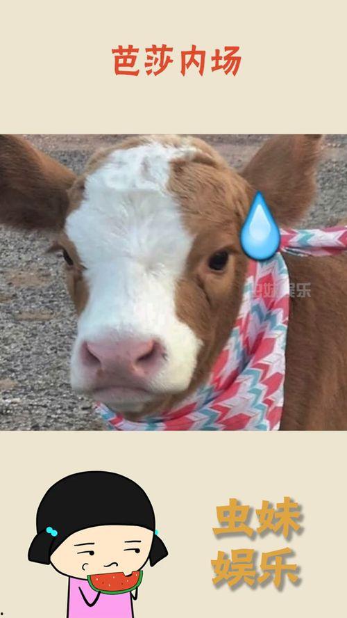 娱乐吃瓜酱飞鸟,揭秘娱乐圈那些不为人知的幕后故事