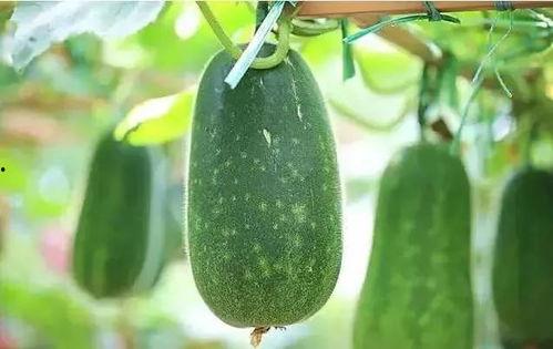 网上说吃瓜是什么意思啊,吃瓜背后的含义与趣味